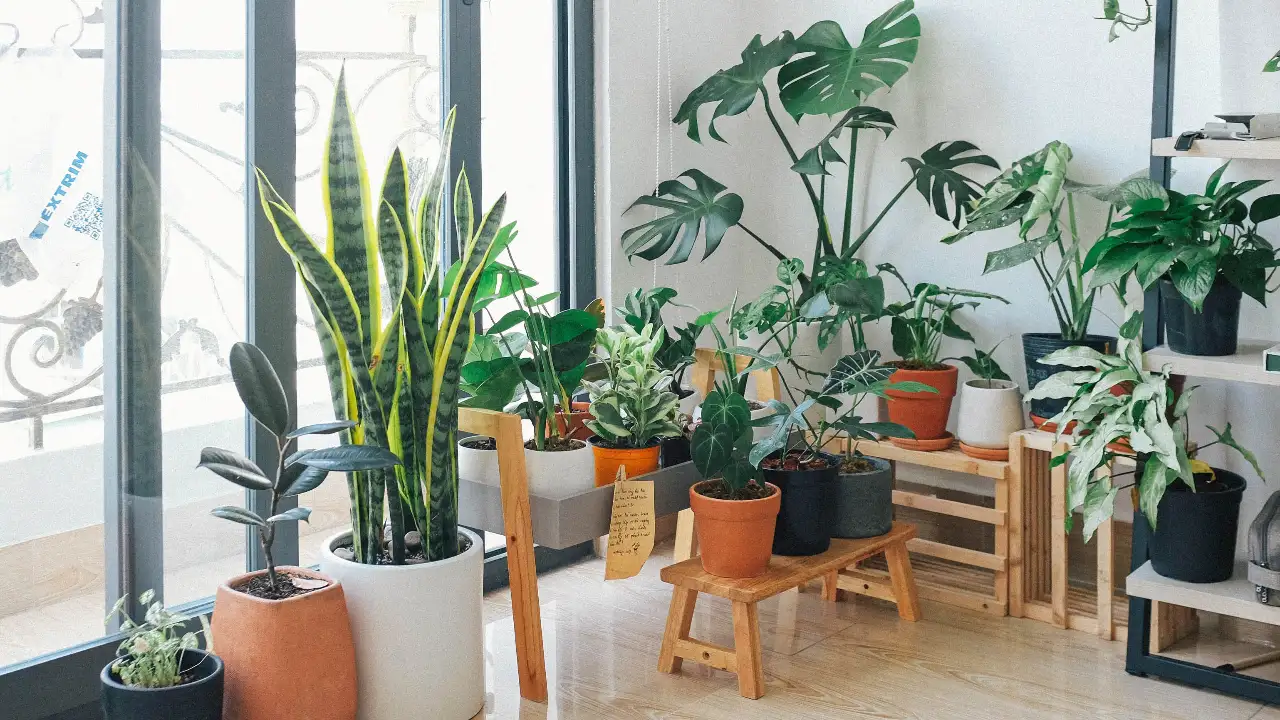 Here we bring you a list of Vaastu/lucky plants that you must place in your home.