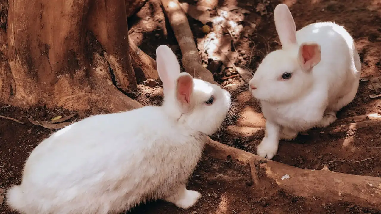 A pair of bunnies Pexels