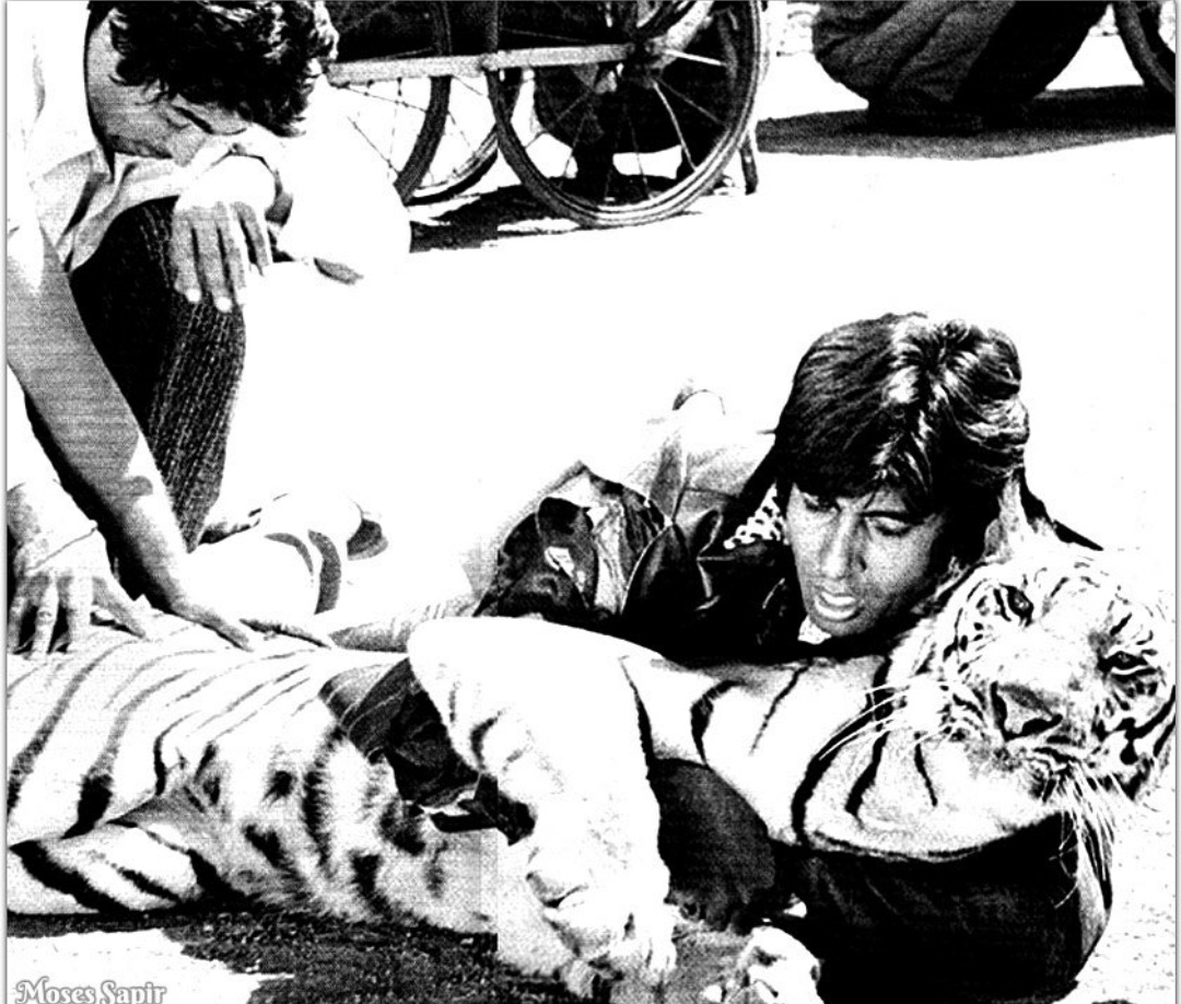 Amitabh Bachchan fighting with a live tiger for his film 'Khoon Pasina'