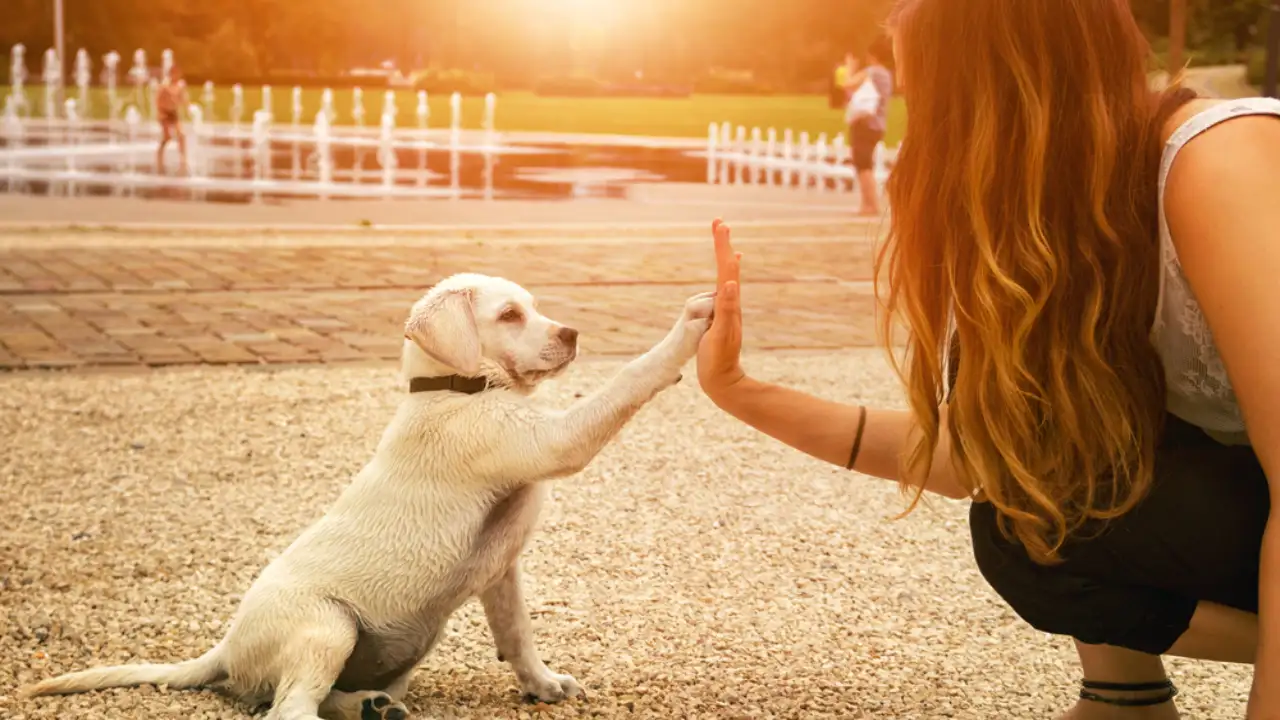 Zodiac Signs Who Love Animals And Are Likely To Turn Vegan Zodiac Signs Who Love Animals And Are Likely To Turn Vegan