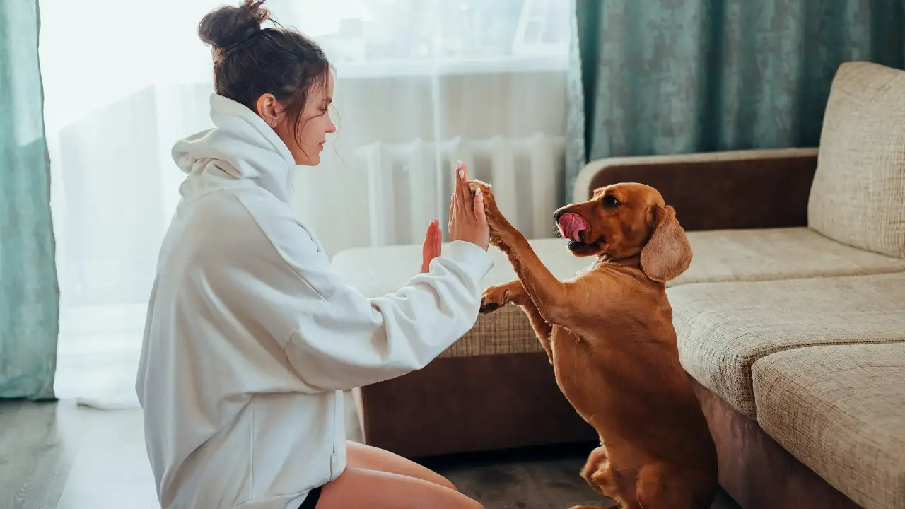 Better understand your furry pal Pexels