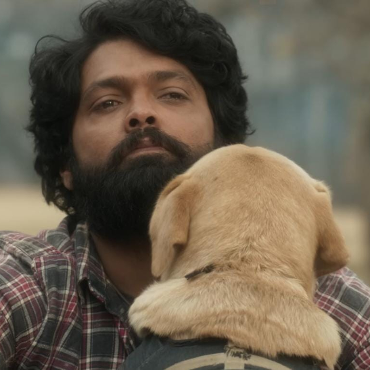 777 Charlie Second Weekend Box Office Collections; Outstanding hold, Leaps over 50 crores in India