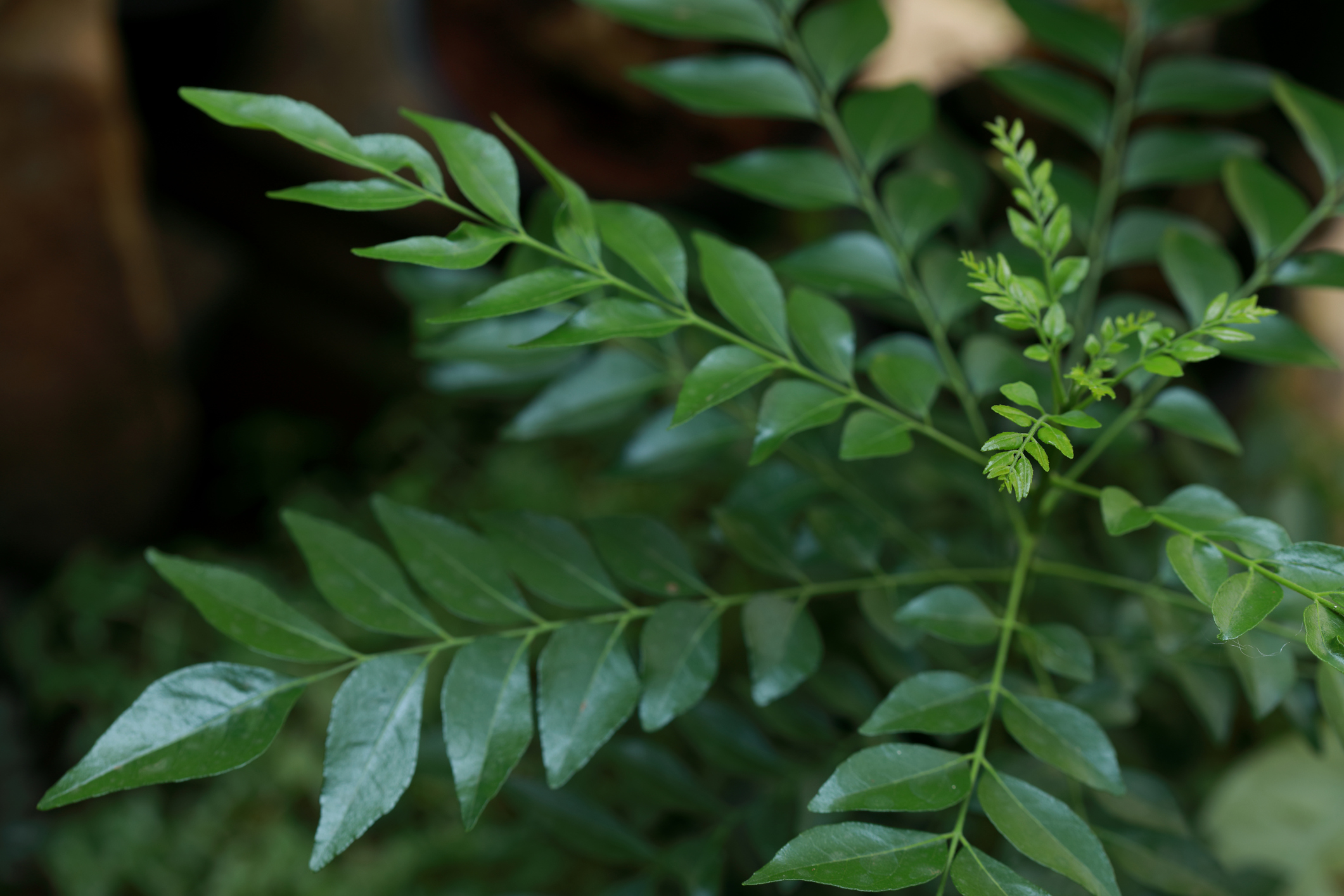 Beauty tips: 5 Lesser known benefits of Curry Leaves for the skin and hair Beauty tips: 5 Lesser known benefits of Curry Leaves for the skin and hair