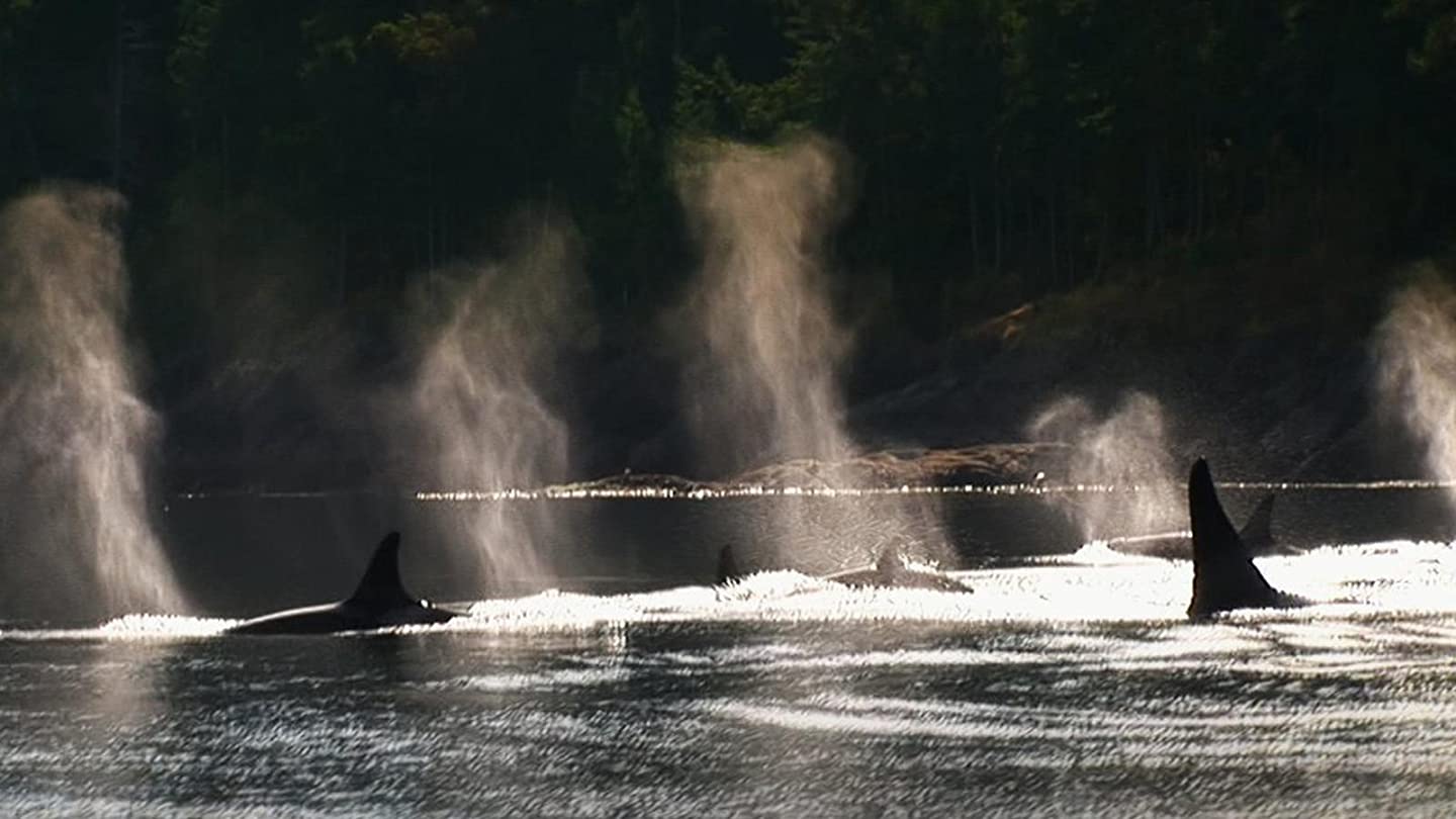 Blackfish (2013)