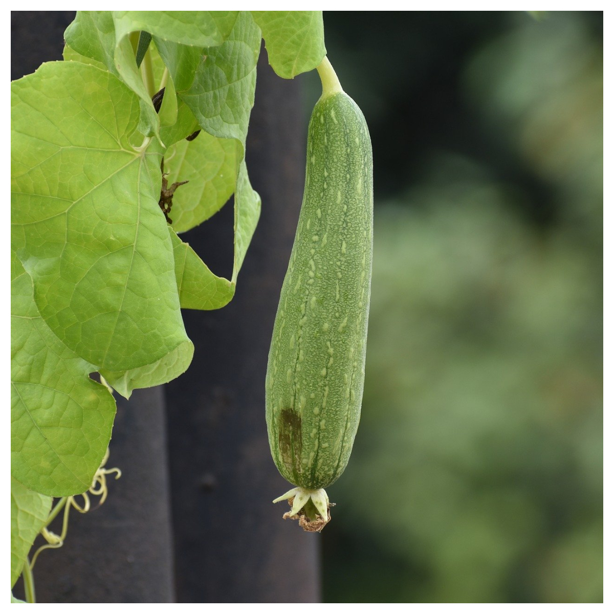 Not a fan of turai or ridge gourd? Here are several health benefits that will make you crave the vegetable
