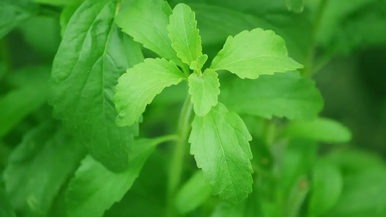 5 Reasons why people consider stevia the best sugar substitute for your diet