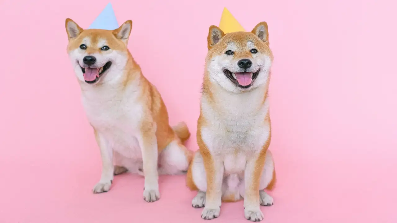 A couple of dogs Pexels