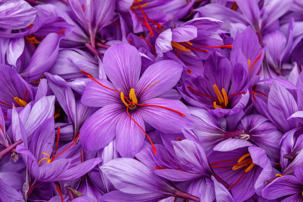 What is saffron What is saffron