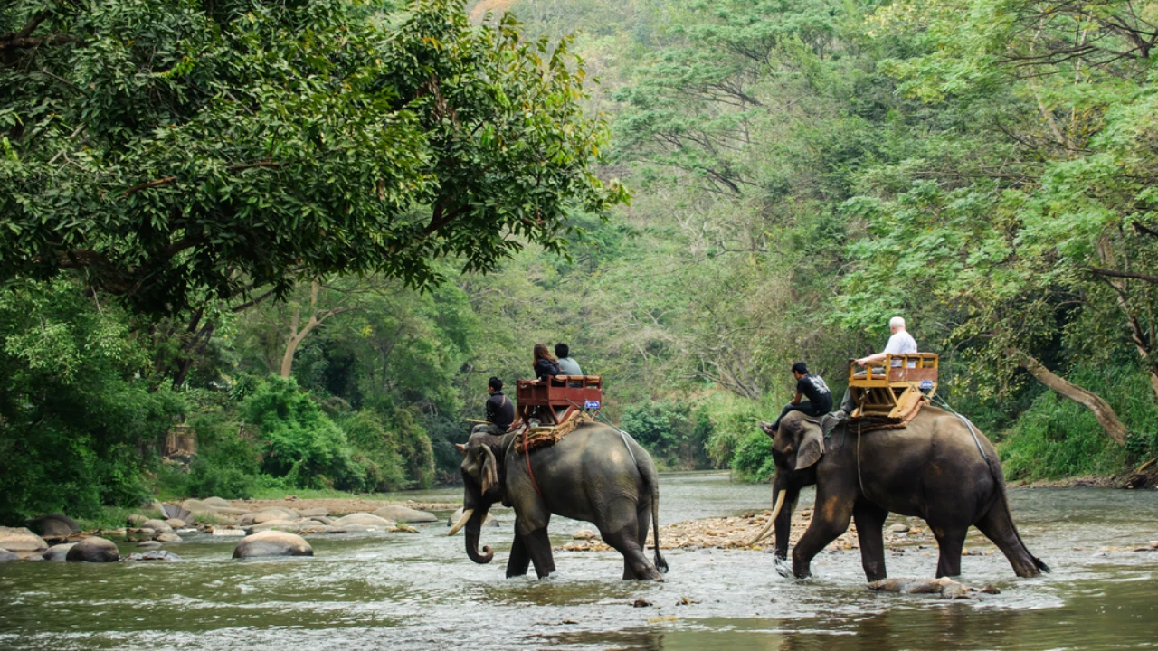 Cancer to Scorpio: 4 Zodiac Signs Whose Ultimate Way to Relax Is Going on a Jungle Safari