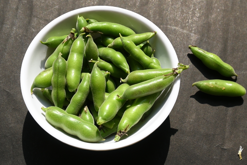15 Highest Protein Beans That You Can Add to Supercharge Your Meals PINKVILLA