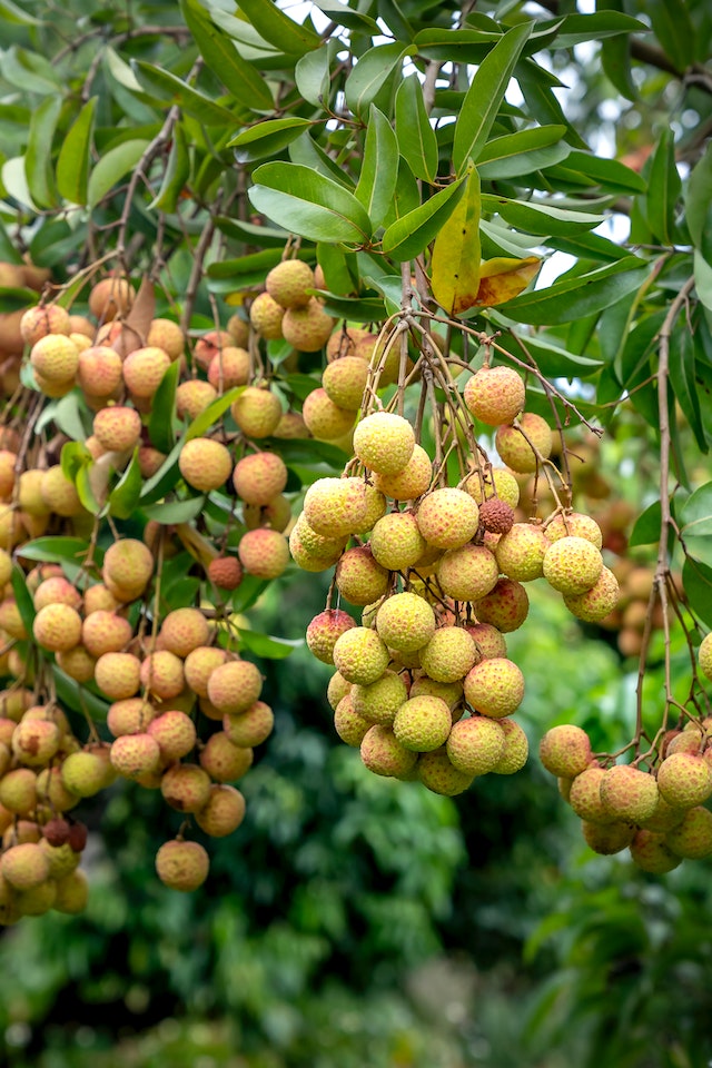 Benefits of lychees