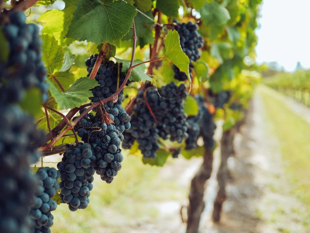 benefits of black grapes benefits of black grapes