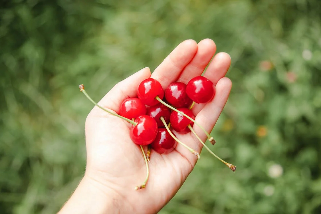 benefits of tart cherry juice benefits of tart cherry juice