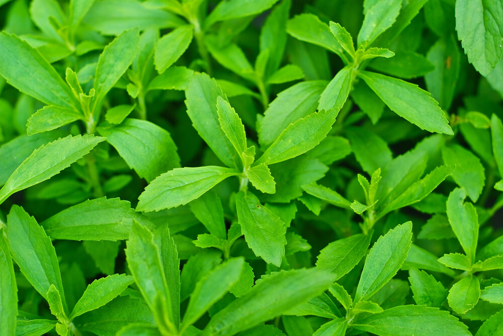 Side effects of stevia