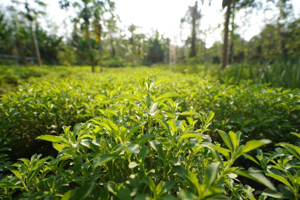 Side effects of stevia