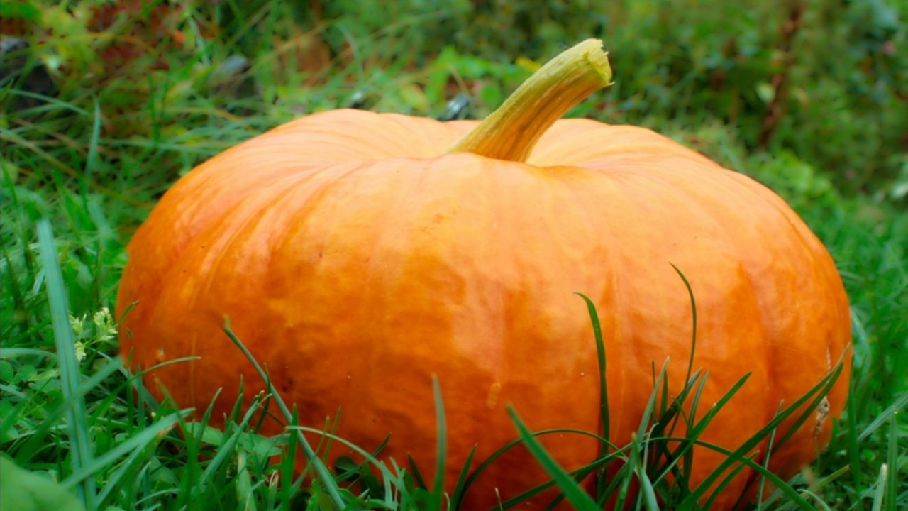 20 Best Pumpkins for Eating And Improving Health