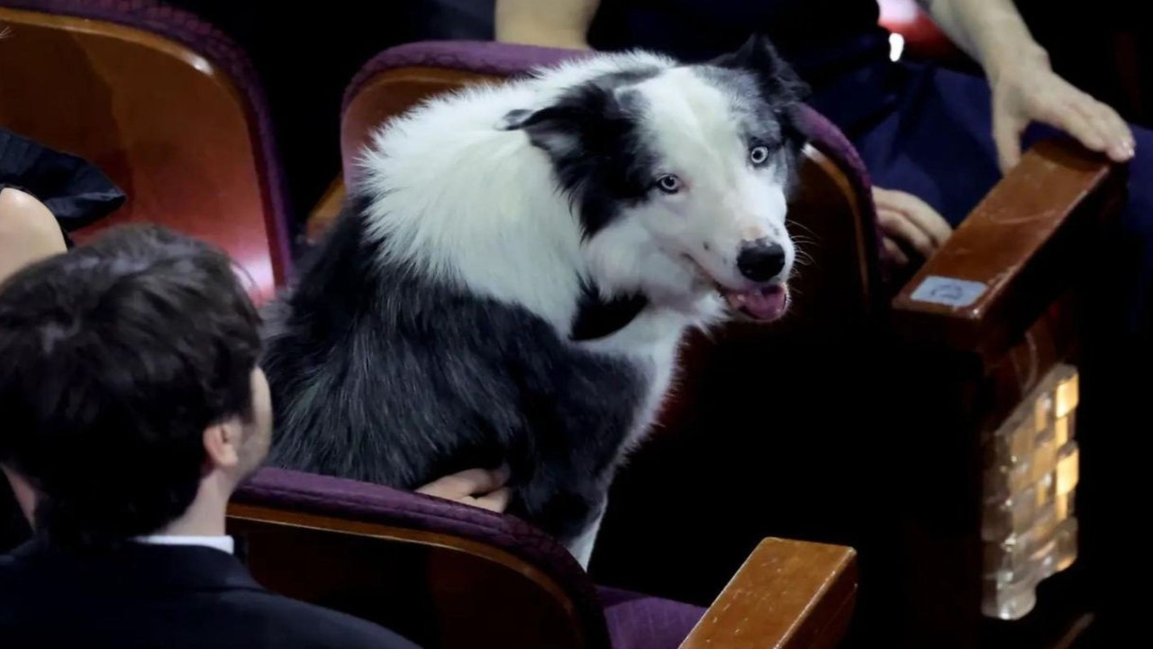 Academy Awards 2024: Anatomy Of A Fall's 'Very Important Pup' Messi Steals The Show At Oscars 2024