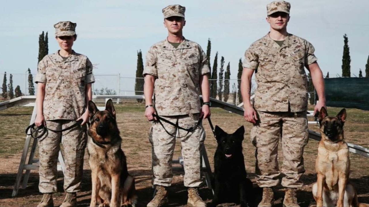  Is 2017 Film Megan Leavey Based on True Events? Real Story Behind Marine Corps Dog Handler Unveiled 