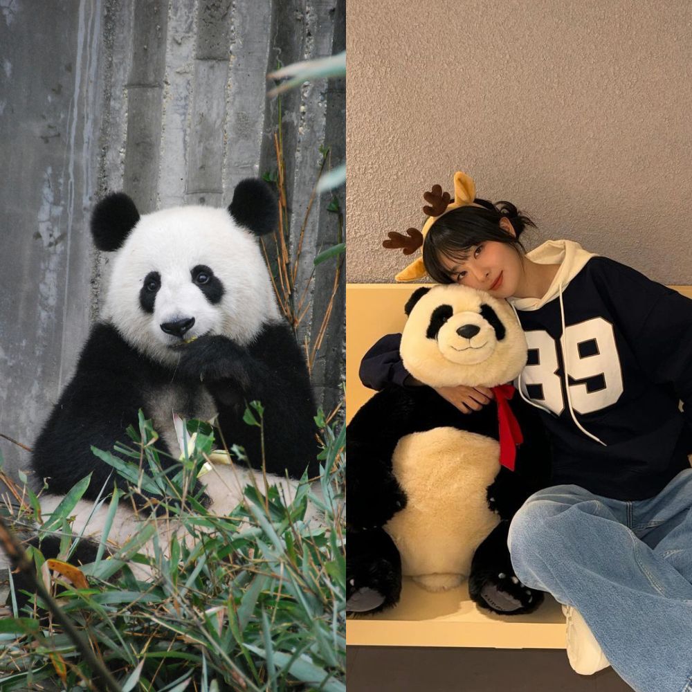 Who is Fubao? Know why Red Velvet’s Seulgi released song about her South Korea exit Who is Fubao? Know why Red Velvet’s Seulgi released song about her South Korea exit