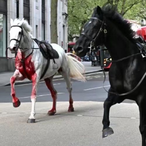 血まみれ白馬がロンドンを暴走  近衛騎兵隊の訓練中