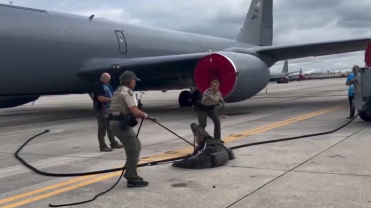 Giant Alligator halts air traffic at Florida air force base; Watch here 