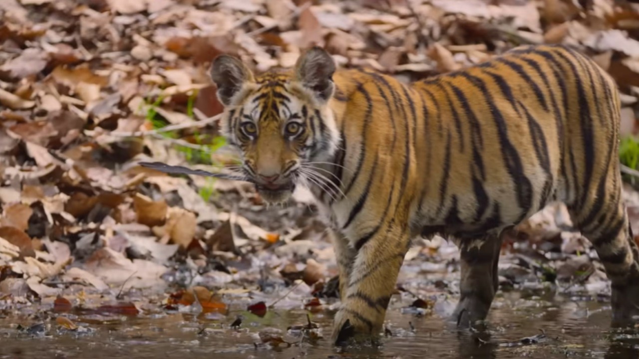 Tiger Review: Priyanka Chopra adds to beauty, depth of Ambar and her cubs’ story with her narration style