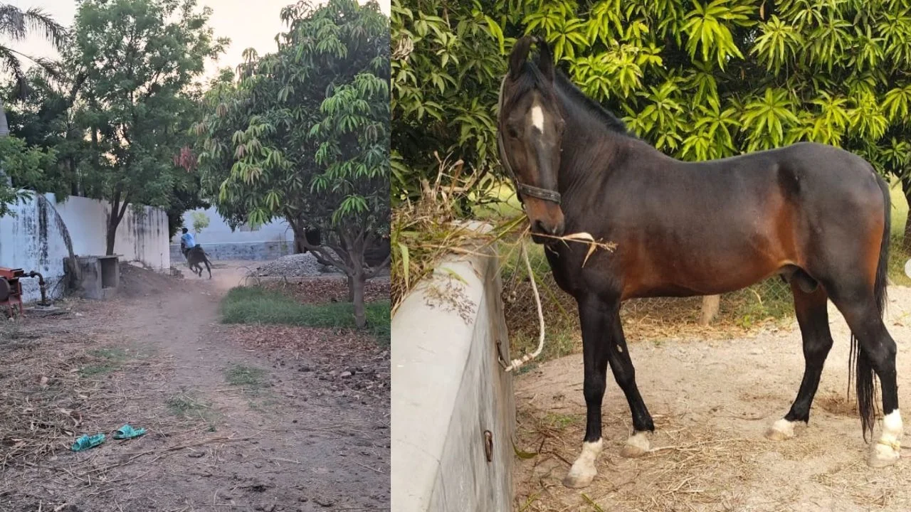 Ravindrasinh Jadeja's horses (via Instagram)