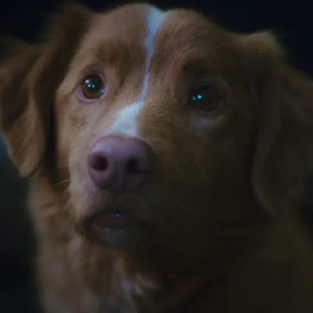Good Boy: Does Dog Indy Live in Upcoming Horror Film? Find Out as Google Search Surges by 2000 Percent