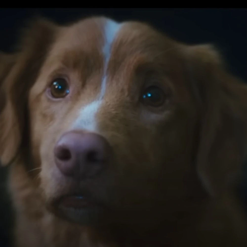 Good Boy Trailer: Haunted House Horror Told Through a Dog’s Eyes Ahead of October 3 Release
