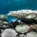 NOAA with CRW and ICRI announces fourth worldwide mass coral bleaching event; second in last 10 years 
