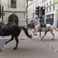 Chaos In Central London As Horses Run Wild; Know More About The White Horse Who Had Blood In Its Legs