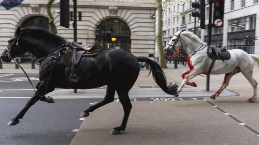 Chaos Breaks In Central London As Horses Run Wild