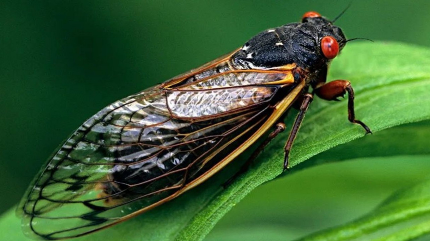 Cicada invasion in South Carolina turns out to be noisy ordeal