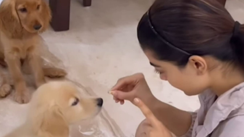 WATCH: Rashmika Mandanna celebrates National Pet Day in THIS adorable way