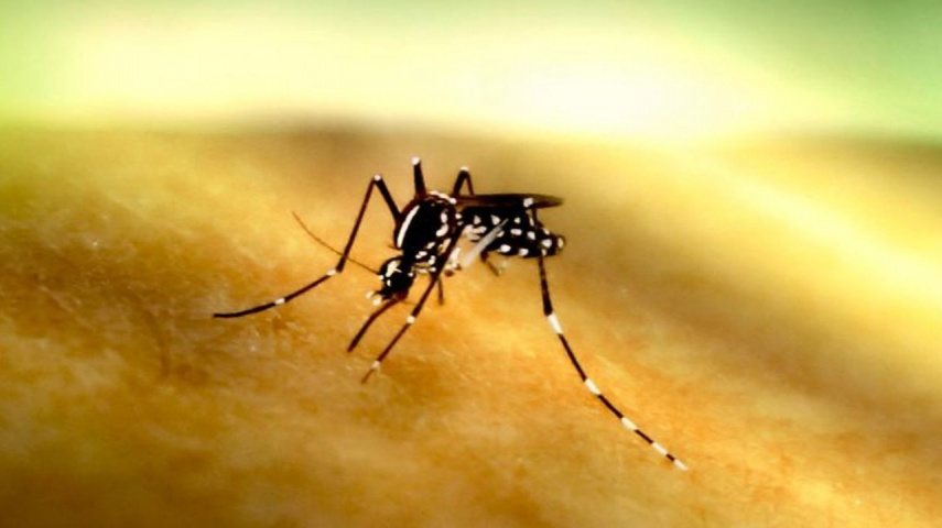Dengue epidemic is announced