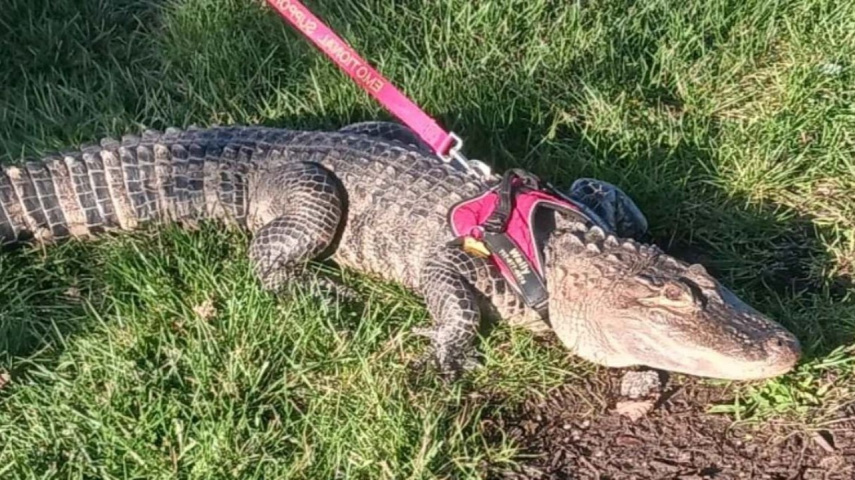 Emotional support alligator Wally goes missing