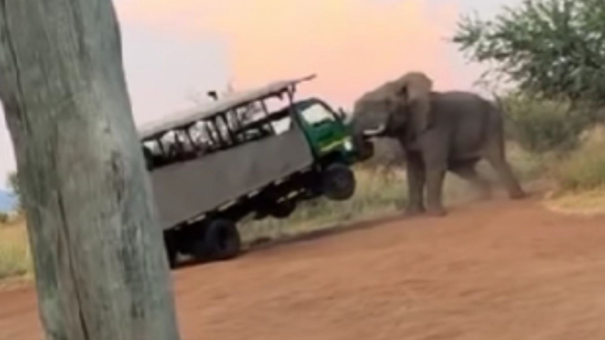 Elephant Encounters Safari And Pushes It Away With Its Utmost Strength