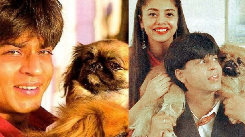 Did you know Shah Rukh Khan had the grave of his Pekingese dog excavated? Reason will melt your heart