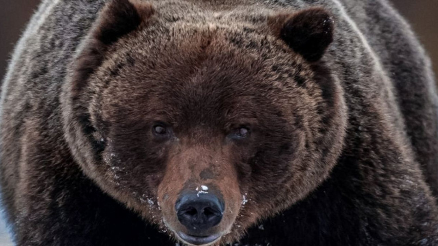 TikTok sparks debate on threat level between men and bears