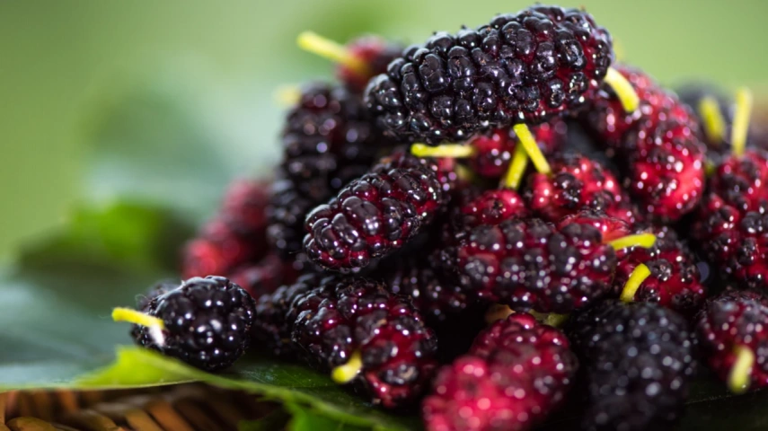 Mulberry Benefits 