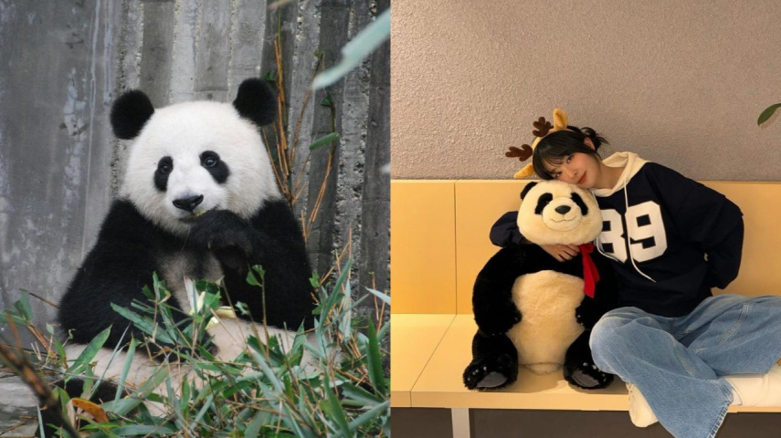 Giant Panda (Not Fubao, photo for representation only), Red Velvet's Seulgi with stuffed toy panda: Image from Seulgi's Instagram